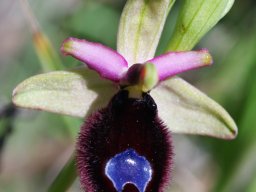 Ophrys_bertolonii_route_de_Sta_Maria_di_Pulsano